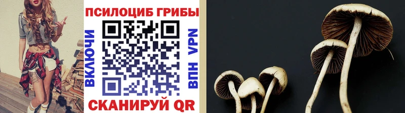 Галлюциногенные грибы Psilocybine cubensis  Тихвин 
